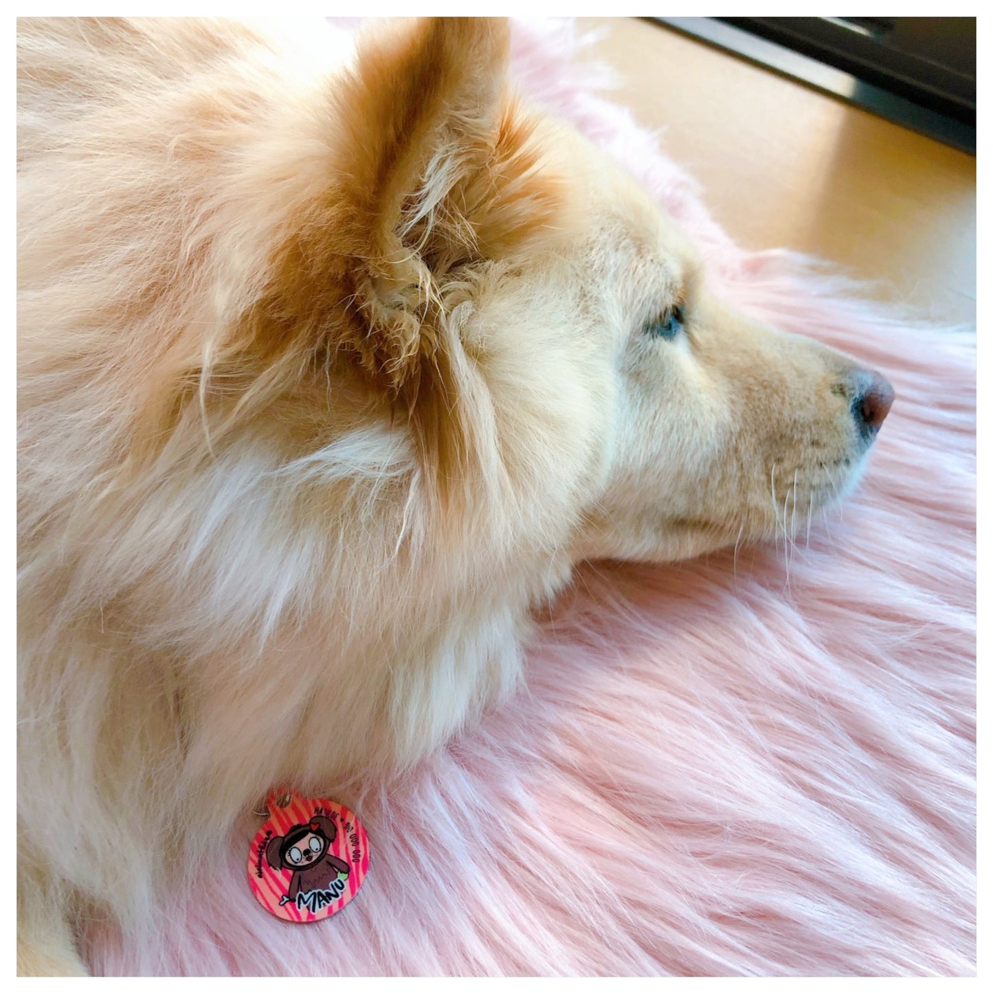 chapa pet personalizada