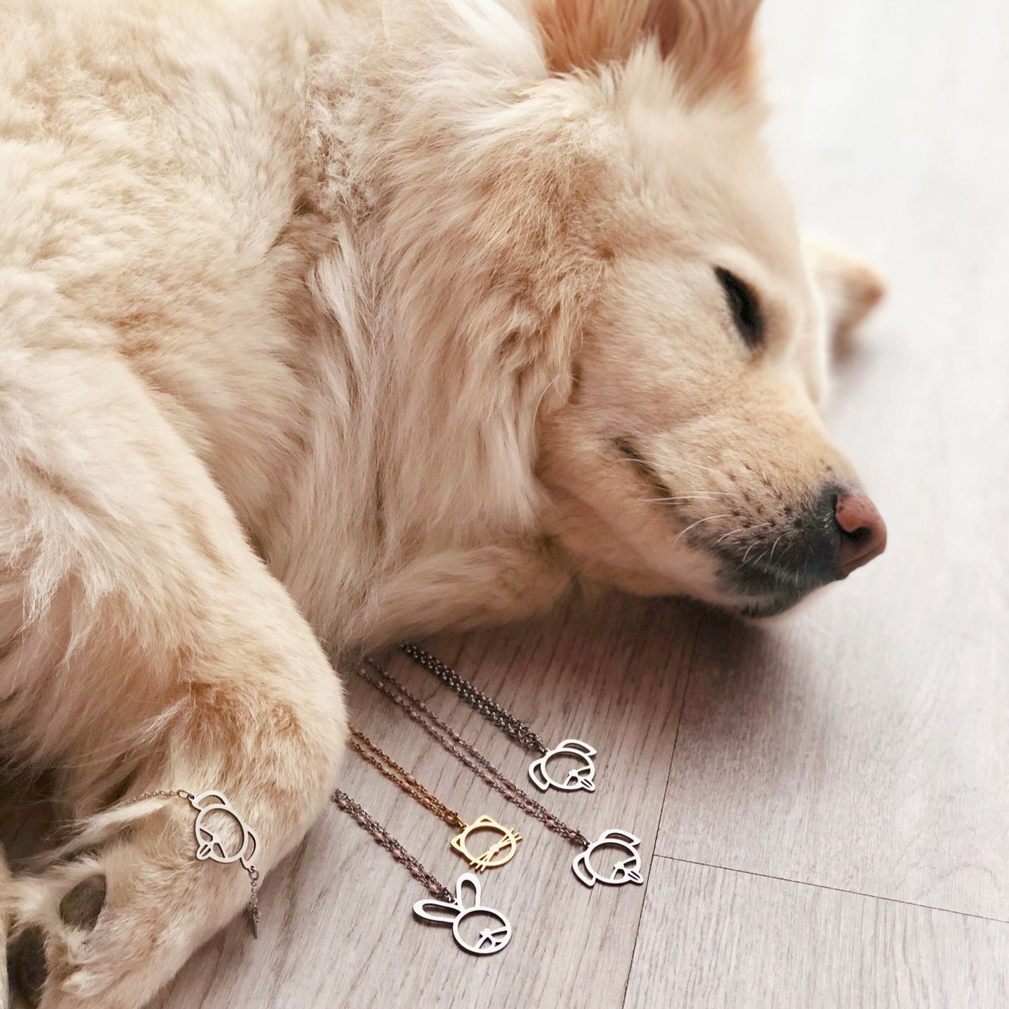 collar/pulsera para mascotas